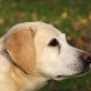 Balou vom Keien Fenn