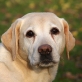 Balou vom Keien Fenn