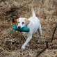 Balou vom Keien Fenn