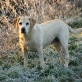Balou vom Keien Fenn