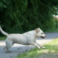 Balou vom Keien Fenn