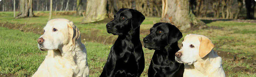 Labrador Retriever vom Heveser Hoff