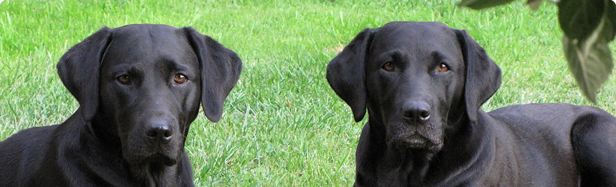 header_hunde.jpg header_hunde.jpg