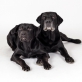 Haakon und Charlie