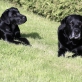 Haakon und Charlie