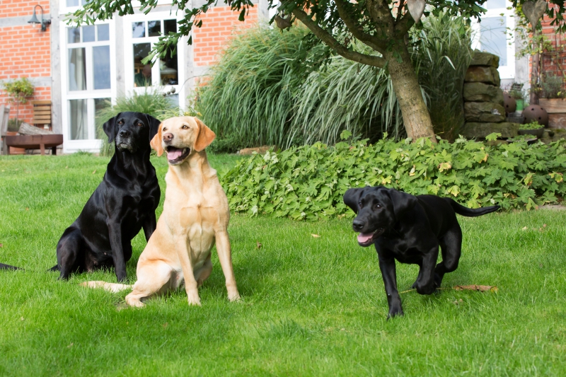Jersey Girls Rhuby « Labrador Retriever vom Heveser Hoff