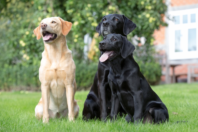 Jersey Girls Rhuby « Labrador Retriever vom Heveser Hoff