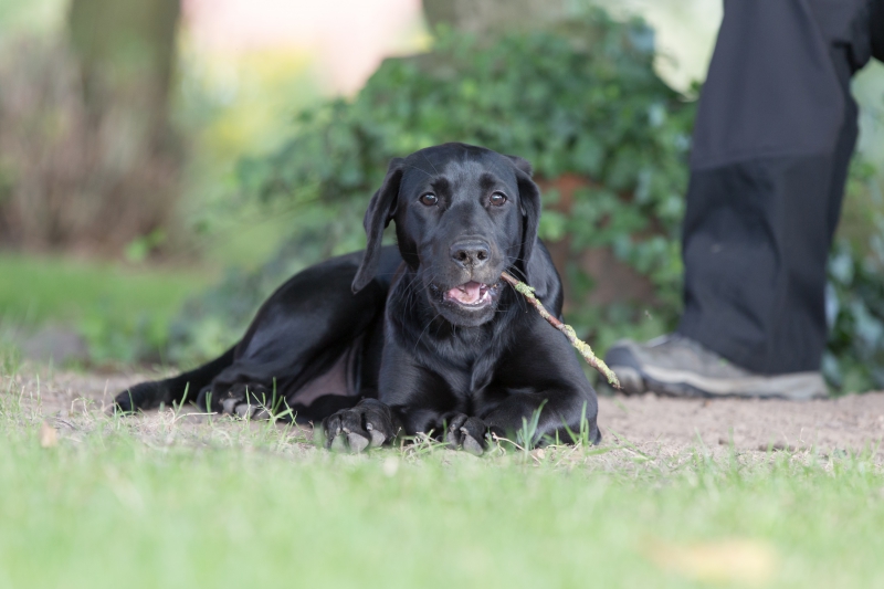 Jersey Girls Rhuby « Labrador Retriever vom Heveser Hoff