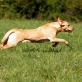 Floris vom Heveser Hoff, Foto: Lisa Hanke