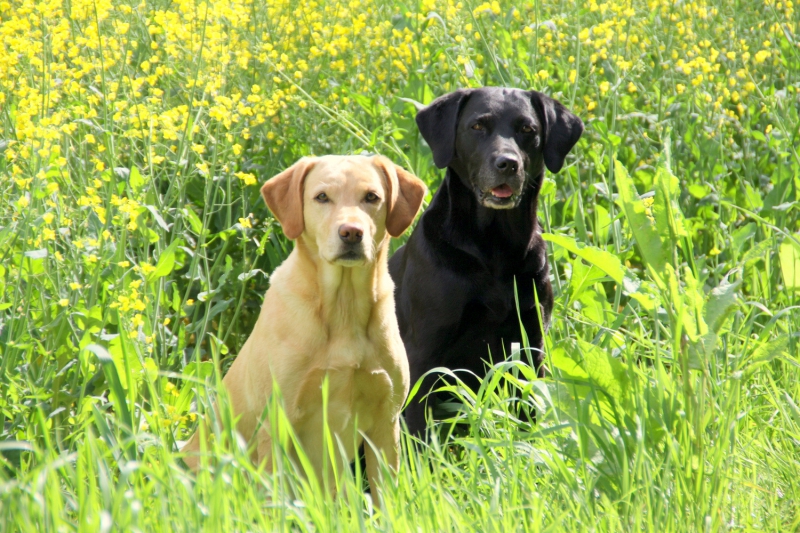 Floris und Distel vom Heveser Hoff