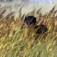 Distel in den Dünen