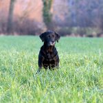Distel vom Heveser Hoff