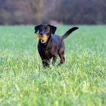 Distel vom Heveser Hoff