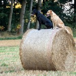 Distel und Floris vom Heveser Hoff