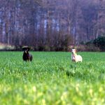 Distel und Floris