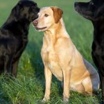 Floris mit Rhuby und Distel