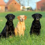 Die Hunde vom Heveser Hoff