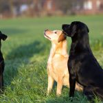 Die Hunde vom Heveser Hoff